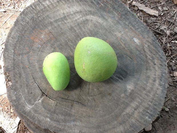Carabao Mango and Pomelo